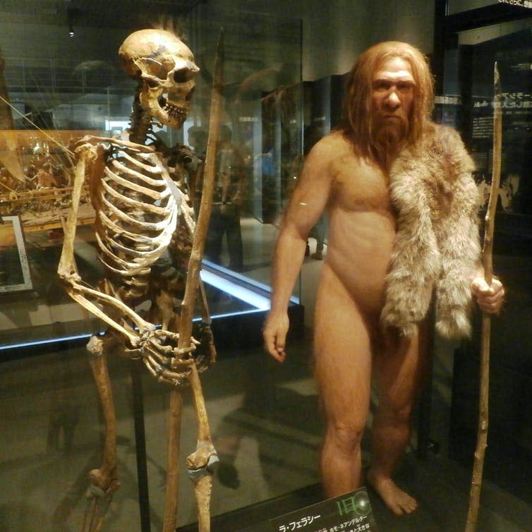 <span class="caption">Skeleton and restoration model of Neanderthal.</span> <span class="attribution"><span class="source">wikipedia</span>, <a class="link " href="http://creativecommons.org/licenses/by-sa/4.0/" rel="nofollow noopener" target="_blank" data-ylk="slk:CC BY-SA;elm:context_link;itc:0;sec:content-canvas">CC BY-SA</a></span>