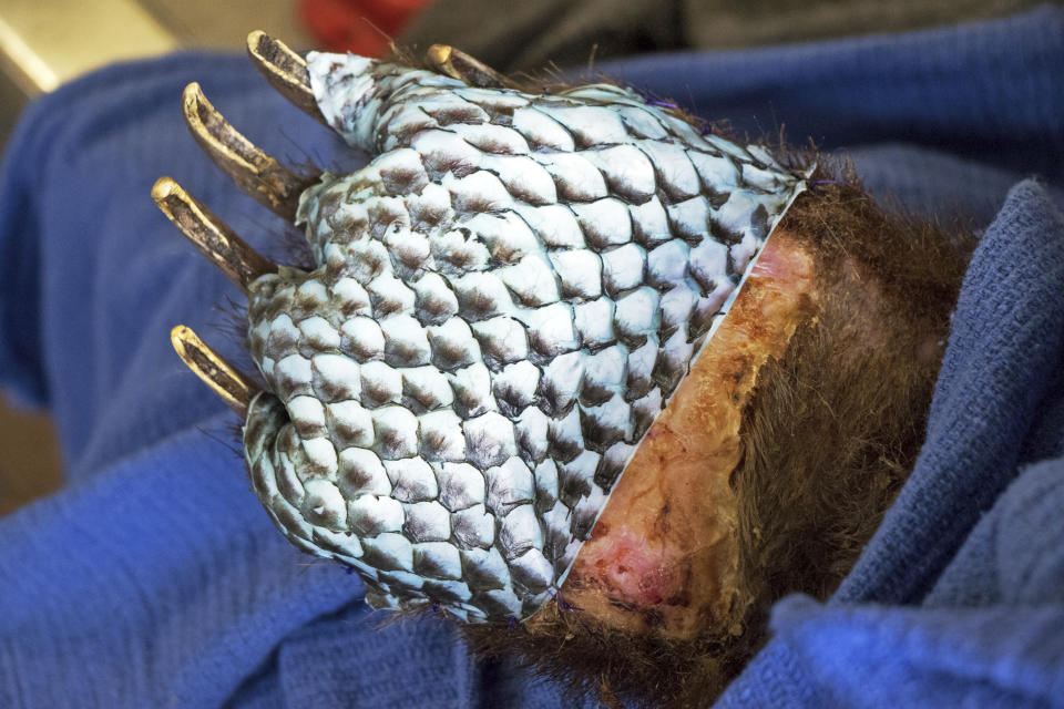 This January 2018 photo shows the badly burned paw of a bear, injured in a wildfire, wrapped in fish skin - tilapia - during treatment at the University of California, Davis Veterinary Medical Teaching Hospital in Davis, Calif. Veterinarians successfully used alternative medical treatments such as acupuncture and wrapping wounds in fish skin on two bears and a mountain lion burned in the Southern California wildfires, vets at UC Davis said Wednesday, Jan. 24.