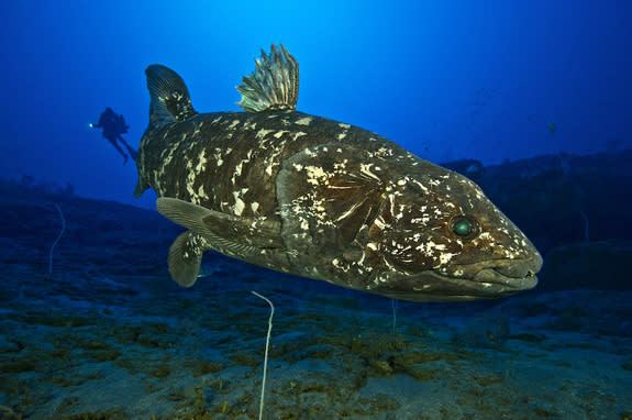 At a 427-foot (130 meters) depth off Sodwana Bay in South Africa, the extant coelacanth L. chalumnae swims in its natural environment.