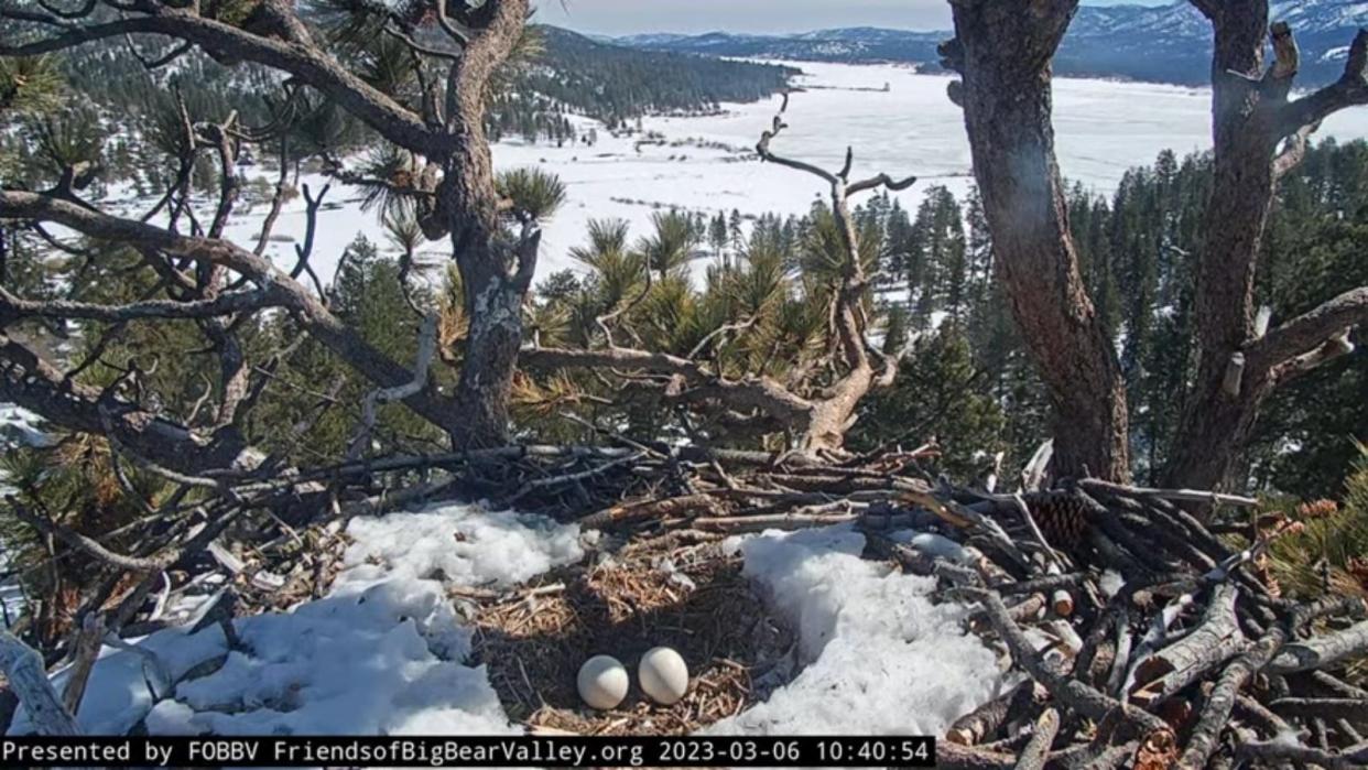 Bald eagle couple Jackie and Shadow have abandoned their two eggs weeks after they were due to hatch in a family nest in Big Bear.