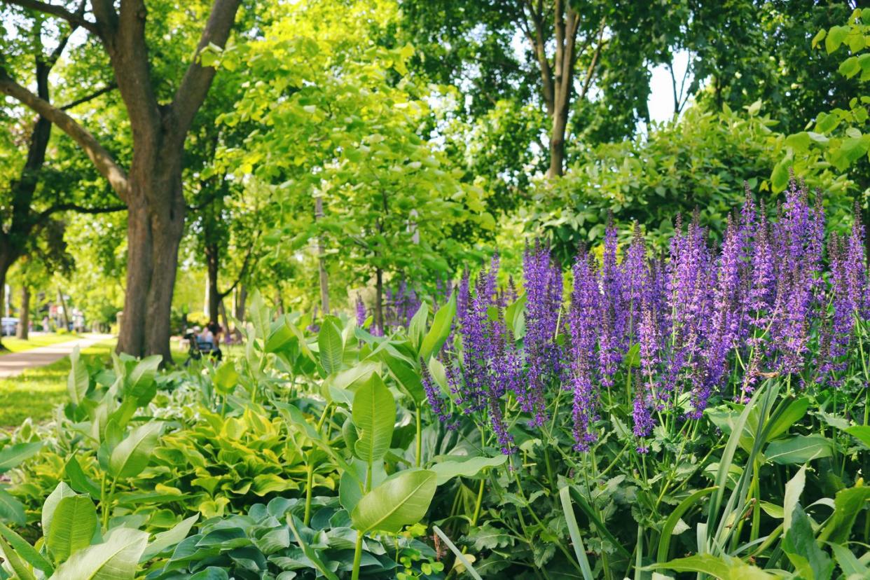 purple tall skinny flowers called salvia