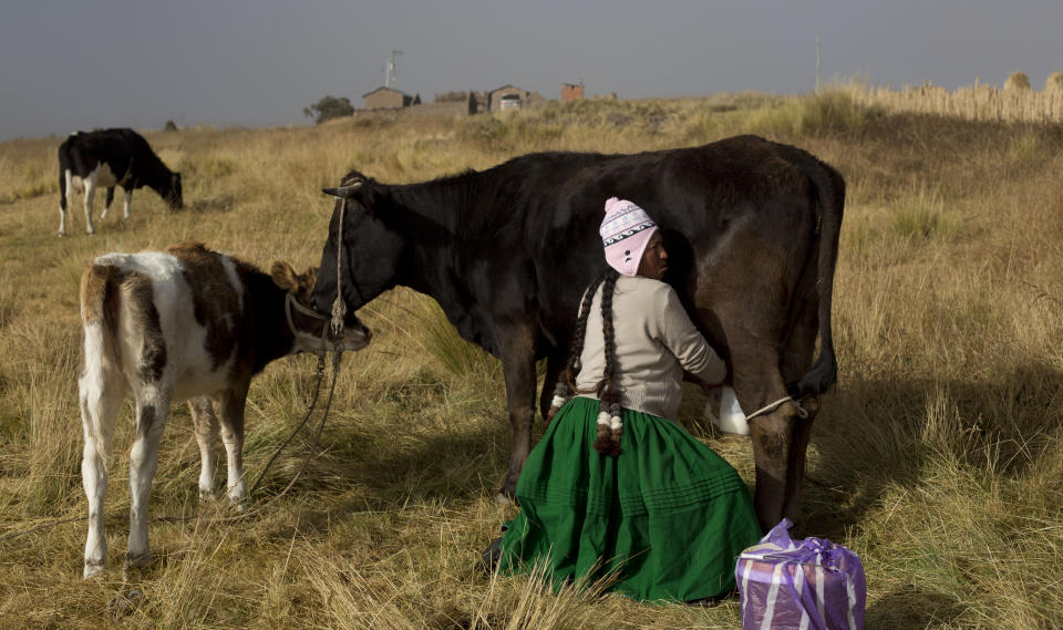 En esta imagen del 11 de mayo de 2019, la ganadera y actriz Gumercinda Mamani, de la compañía teatral "Kory Warmis", o Mujeres de Oro, ordeña a una de sus vacas en Chojasiwi, Bolivia. (AP Foto/Juan Karita)