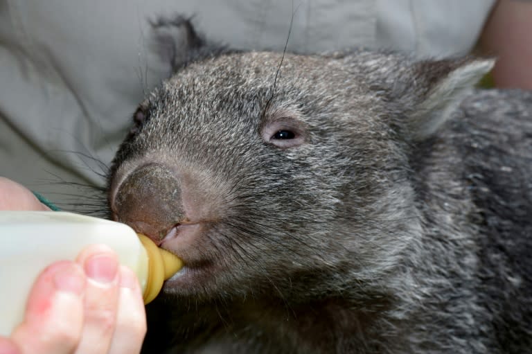 Milking it: The Australian Reptile Park, which offered a home to George after his mother died has released a new video of the adorable little critter