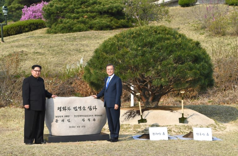 The tree planted by the leaders of the two Koreas was germinated in 1953, the year Korean War hostilities ceased