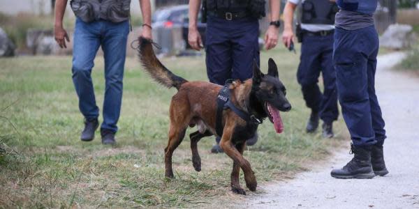 Aumentan amenazas de muerte a perros antinarcóticos tras arresto de Caro Quintero 