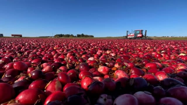 Wetherby Cranberry Company in Warrens, Wisconsin.