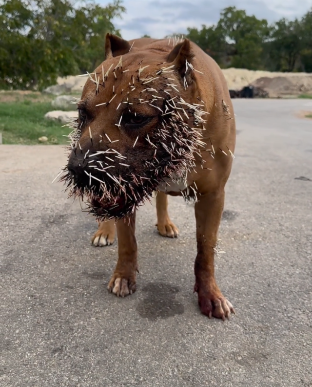 Porcupine Quills Can Kill, Smart News