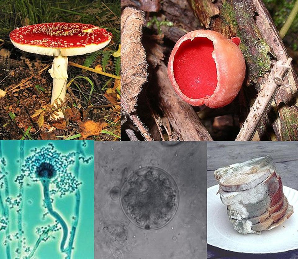 Su variedad en formas, tamaños y hábitats, hacen del Reino Fungi uno de los más desconocidos para el ser humano. Wikipedia