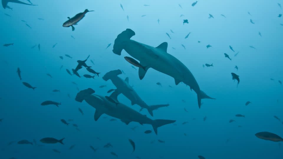 Scalloped hammerhead sharks swim near the Galapagos Islands. Nearly all migratory fish in the report are threatened with extinction. - Didier Brandelet/Gamma-Rapho/Getty Images