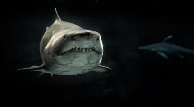 albino great white shark 2022