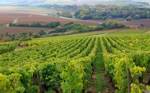 Countryside and vineyards outside of Chablis, Burgundy, France - Credit: Jumping Rocks/UIG