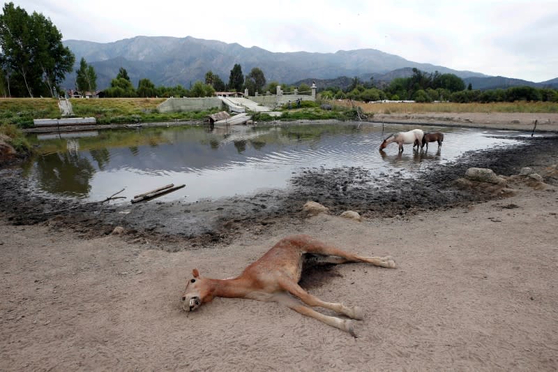 The remains of a horse are seen next to a puddle of water on land that used to be filled with water, at the Aculeo Lagoon in Paine