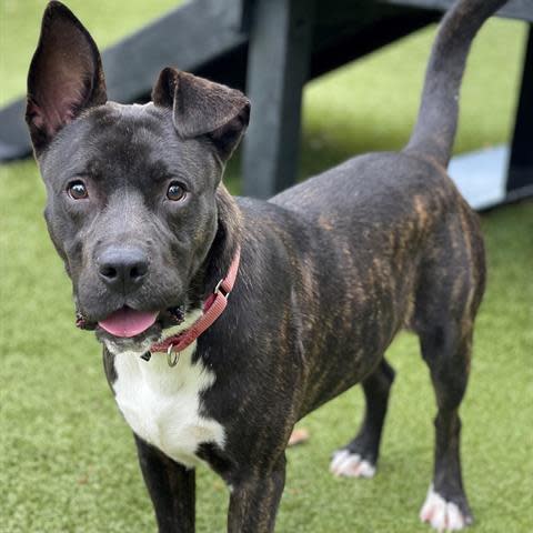 Donnie is a black brindle medium-size male mixed breed dog. He is about 1 year old. He is very playful and so far has really enjoyed meeting other dogs. He is always excited to come out of his kennel, but he settles down nicely going for walks. Adoptions at the Edmond Shelter are currently by appointment only. To meet Donnie, call 405-216-7615 during open hours to set up an appointment.