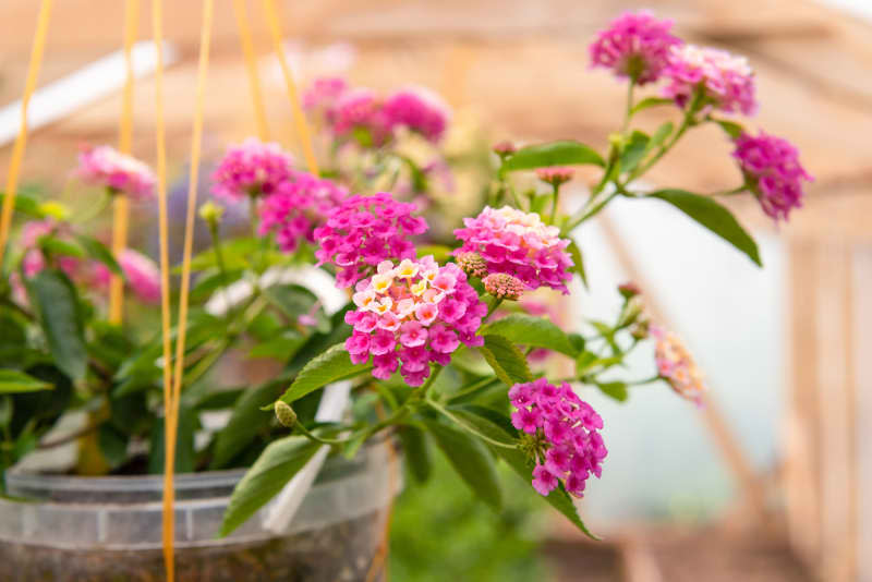 Pink-yellow lantana flowers bloom in an ampelous pot at my mother's dacha. Summer bloom in August.