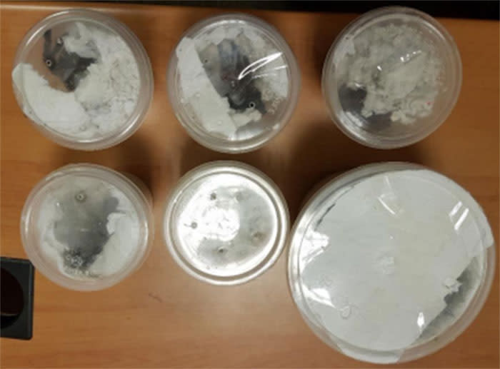 Six live tarantulas were found in a car during a routine check at Tuas checkpoint on 4 January 2018. Photo: The Immigration & Checkpoints Authority and the Agri-Food & Veterinary Authority.