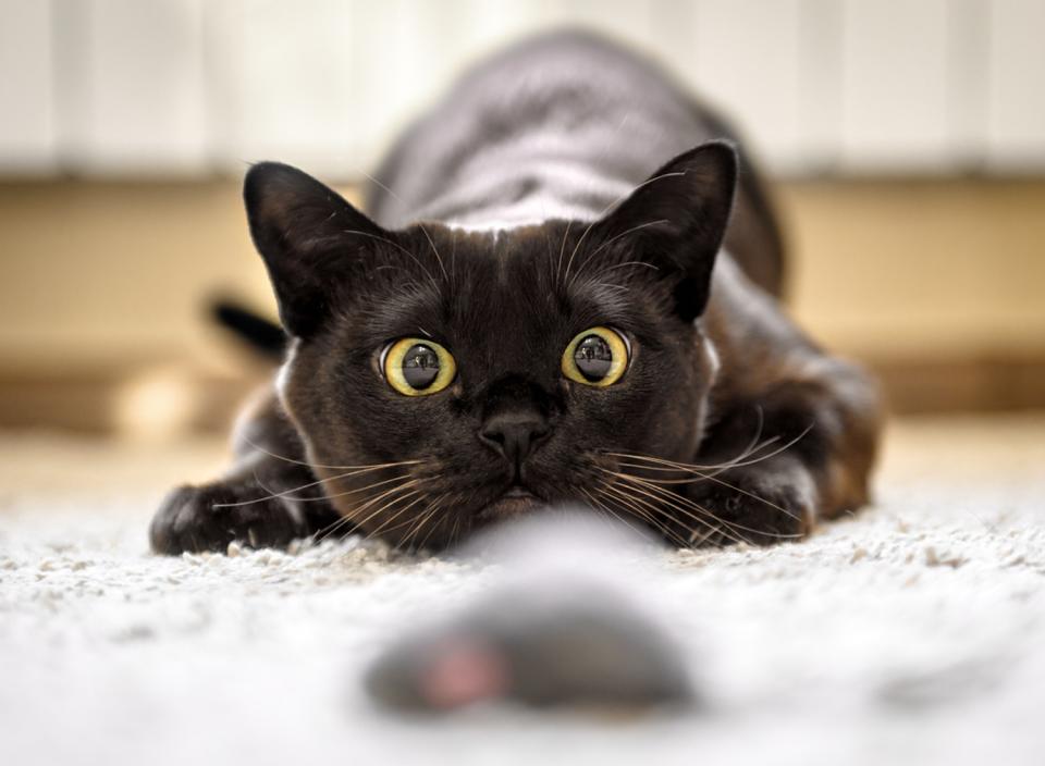 No matter what kind of ‘purr-sonality’ your kitty has, they’re sure to love these products. (Source: iStock)