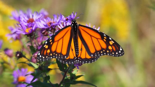 Mary Garshore/Nature Conservancy of Canada