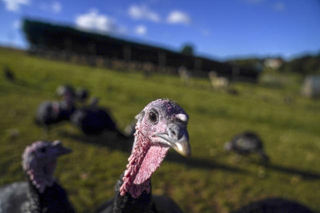 Alpacas guard turkeys on farm