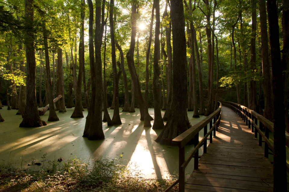 The Boardwalk Trail through Cypress Swamp along the Natchez Trace Parkway offers views of cypress trees and many nature sounds.