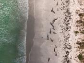 Whales are seen stranded on the beach in Chatham Islands