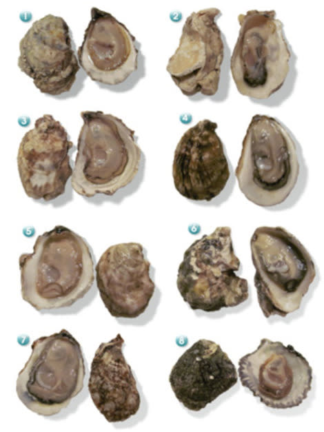 Oyster varieties: (1) Totten Inlet Virginica (2) Royal Miyagi (3) Pemaquid (4) Montauk Pearl (5) Martha's Vineyard (6) Kumamoto (7) Blue Point (8) Belon