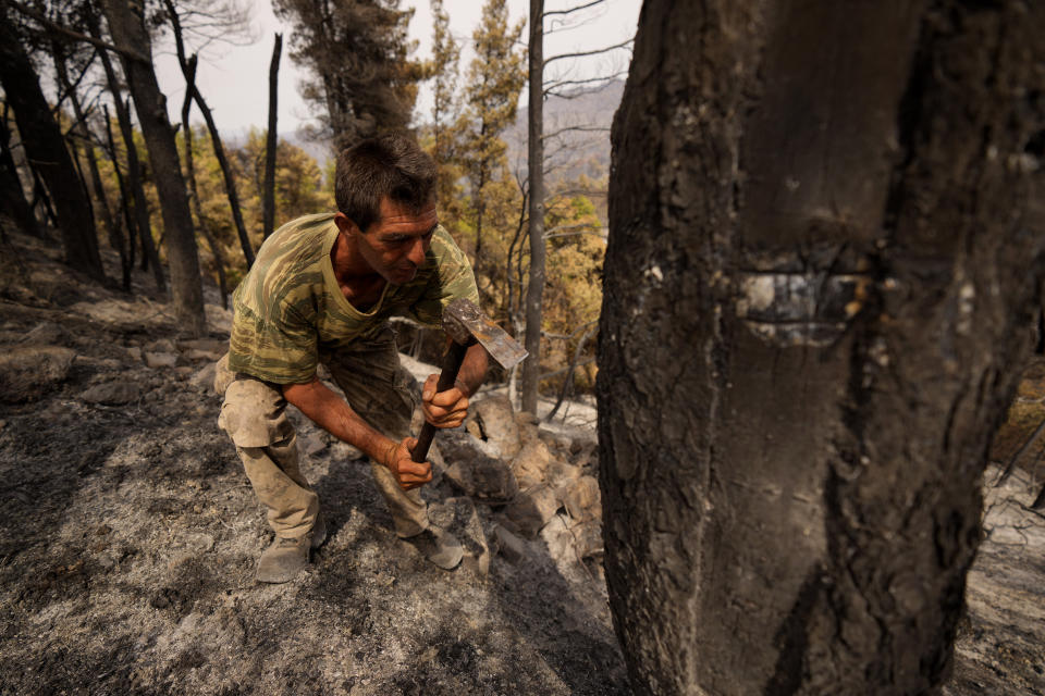 Christos Livas, 48, resin collector uses a tool on a burnt pine tree in a burnet forest near Agdines village on the island of Evia, about 185 kilometers (115 miles) north of Athens, Greece, Wednesday, Aug. 11, 2021. Residents in the north of the Greek island of Evia have made their living from the dense pine forests surrounding their villages for generations. Tapping the pine trees for their resin has been a key source of income for hundreds of families. But hardly any forests are left after one of Greece’s most destructive single wildfires in decades rampaged across northern Evia for days. (AP Photo/Petros Karadjias)