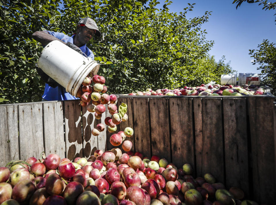 FILE - A farm worker pours apples to be used for cider into a bin at Bowman Orchards on Monday, Sept. 12, 2016, in Rexford, N.Y. New York state is now looking at lowering the farm worker overtime threshold from 60 hours a week. (AP Photo/Mike Groll, File)