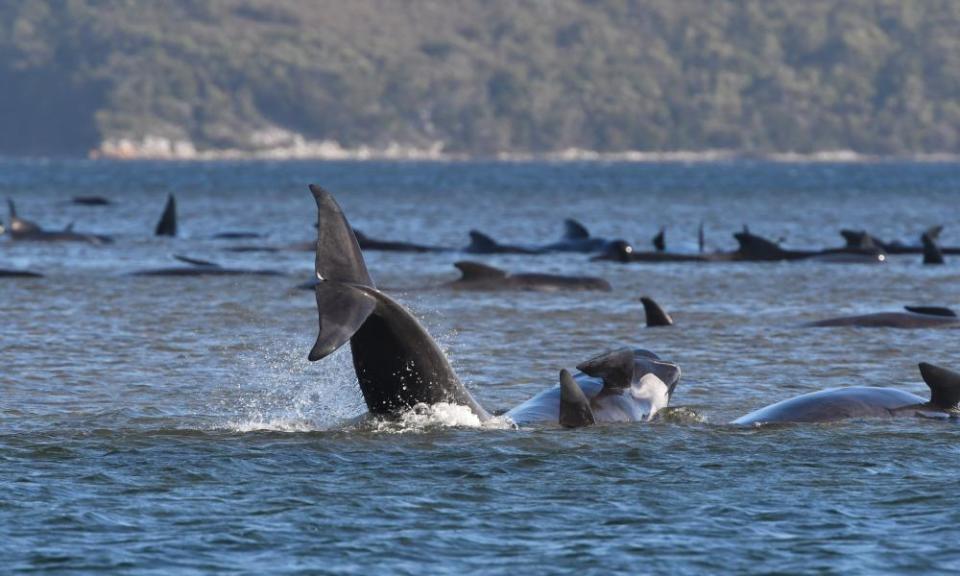 Hundreds of pilot whales are seen stranded on a sand bar near Strahan, Tasmania