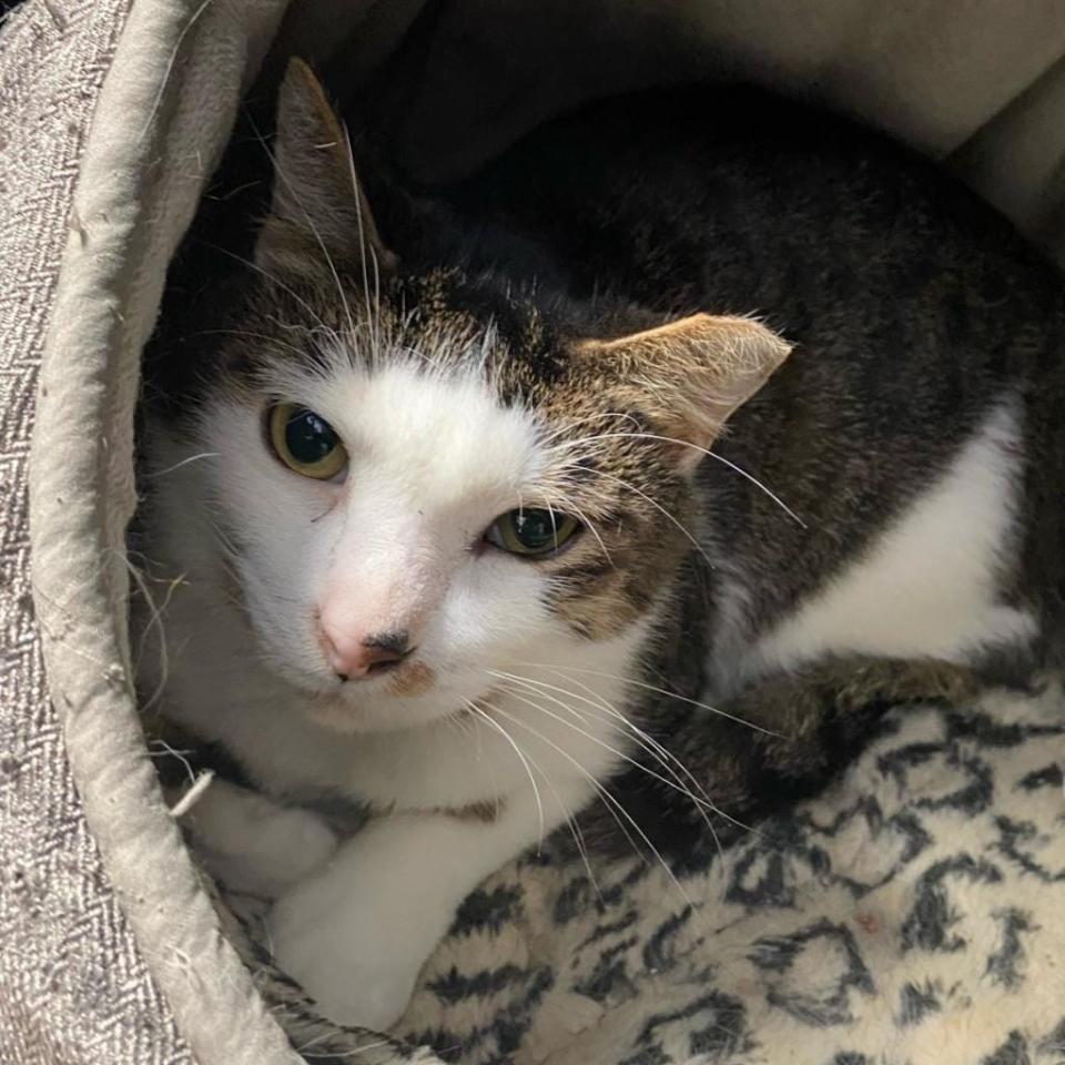 Chompy is an affectionate older fella who loves to chill on the couch. He is very comfortable with other cats, but we’re not sure about dogs. Chompy is FIV-positive, but that just means he has a compromised immune system that is not harmful to humans or other pets.