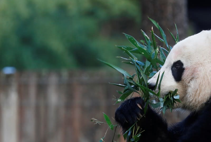 Bei Bei, the giant panda, is seen for the last time at the Smithsonian National Zoo, before his departure to China, in Washington