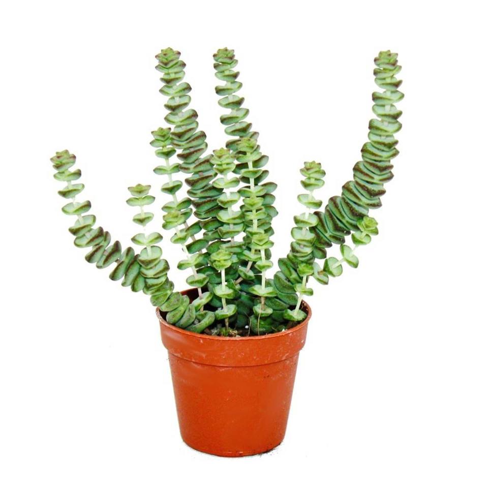 Une plante Truffaut