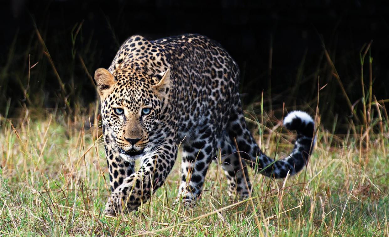 Blue Eyed Leopard