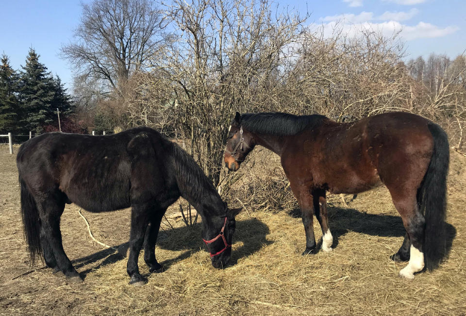 Retired police horses graze in the early spring sunshine at the private "Veterans' Corner" shelter in Gierlatowo, in Poland, on Wednesday, March 10, 2021. When they age, the dogs and horses that serve in Poland's police, Border Guard and other services cannot always count on a rewarding existence. Responding to calls from concerned servicemen, the Interior Ministry has proposed a bill that would give the animals an official status and retirement pension, hoping this gesture of “ethical obligation” will win unanimous backing. (AP Photo/Rafal Niedzielski)