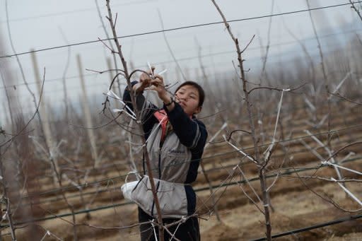 A North Korean woman works on an apple farm near Pyongyang in April 2012. Some 16 million people -- two-thirds of the population -- depend on the state rationing system and suffer varying degrees of chronic food insecurity, six UN agencies operating inside the North say in a report released Tuesday