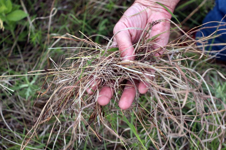 Tony Capizzo shows a handful of thatch from the ground at the Tallgrass Prairie National Preserve.