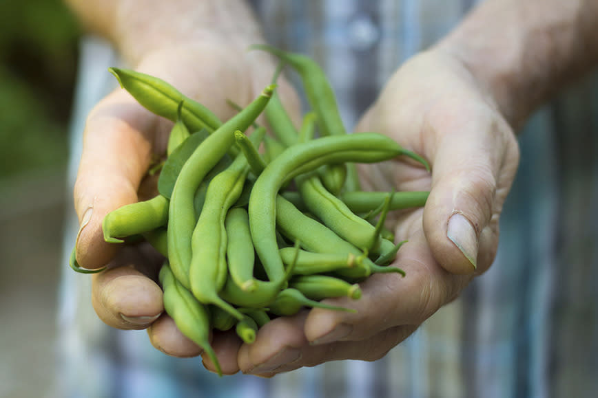 Dwarf beans