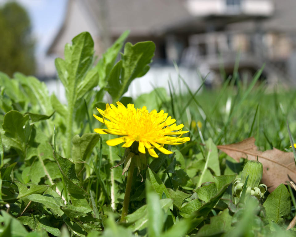 dandelion weed in a lawn