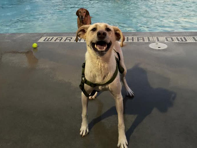 This water park opens up its pools and fountains to dogs, and it’s super adorable