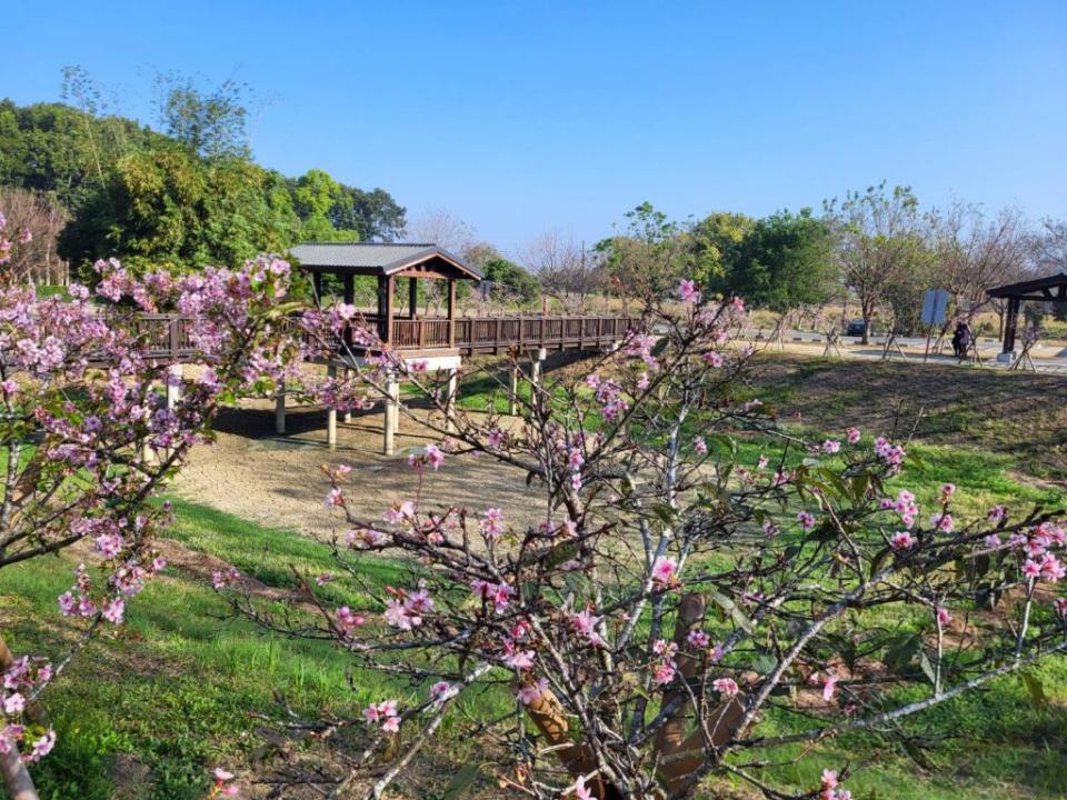 山上花園水道博物館淨水池區的櫻花盛開。（記者黃文記攝）