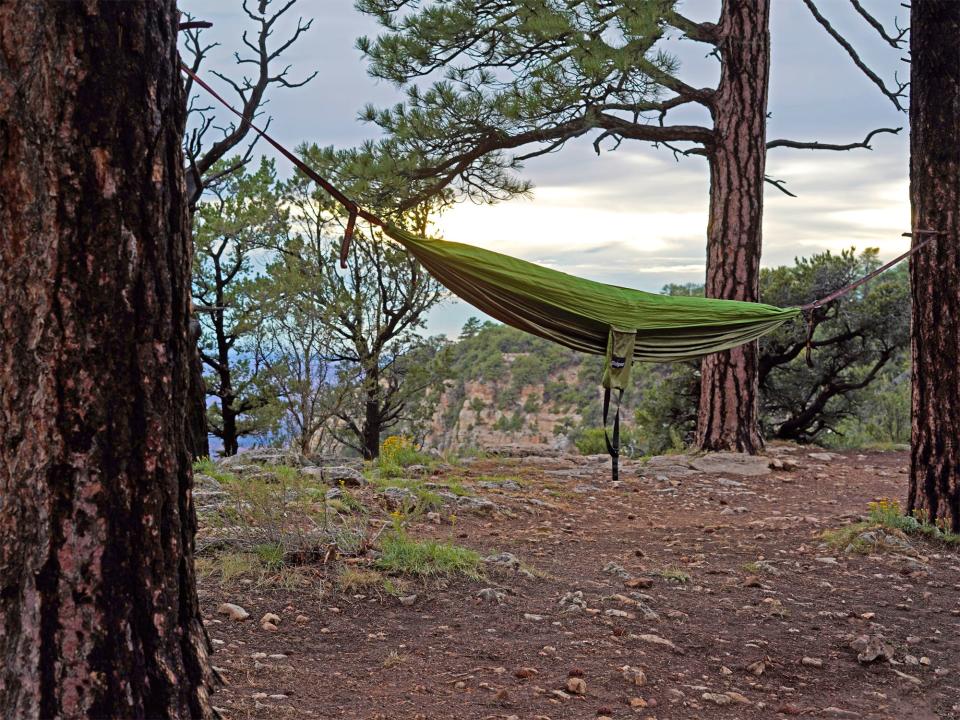 hammock in forest
