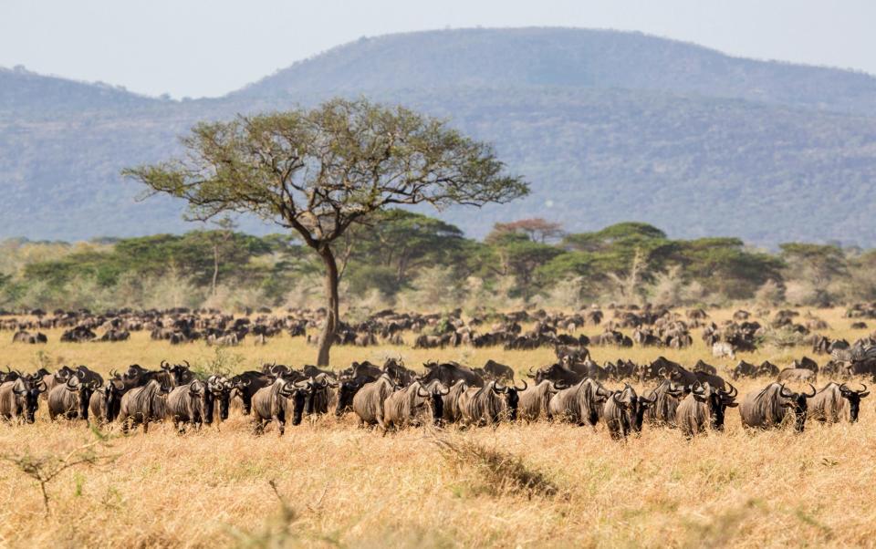 Great Wildebeest Migration in the Serengeti National Park, Tanzania