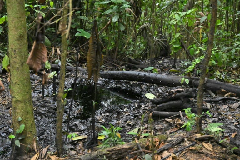 Une marée noire près du village de Guiyero Waorani dans le parc national Yasuni, province d'Orellana, Équateur, le 27 août 2024 (Rodrigo BUENDIA)