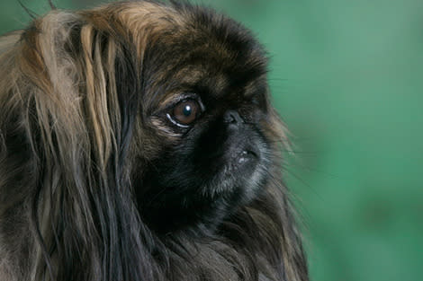 Pekingese