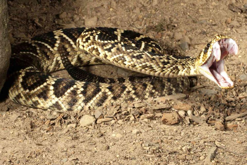 <p>Getty</p> A photograph of an Eastern Diamondback Rattlesnake