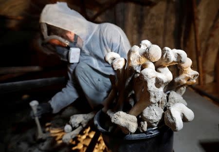 A restoration expert collects medieval bone remains in an effort to preserve the Sedlec Ossuary in Kutna Hora, Czech Republic, February 14, 2019. REUTERS/David W Cerny