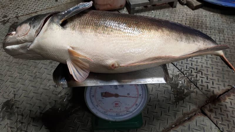 釣友所捕獲的16斤半的抱卵母魚虎。（圖／翻攝自臉書日月潭一等高）