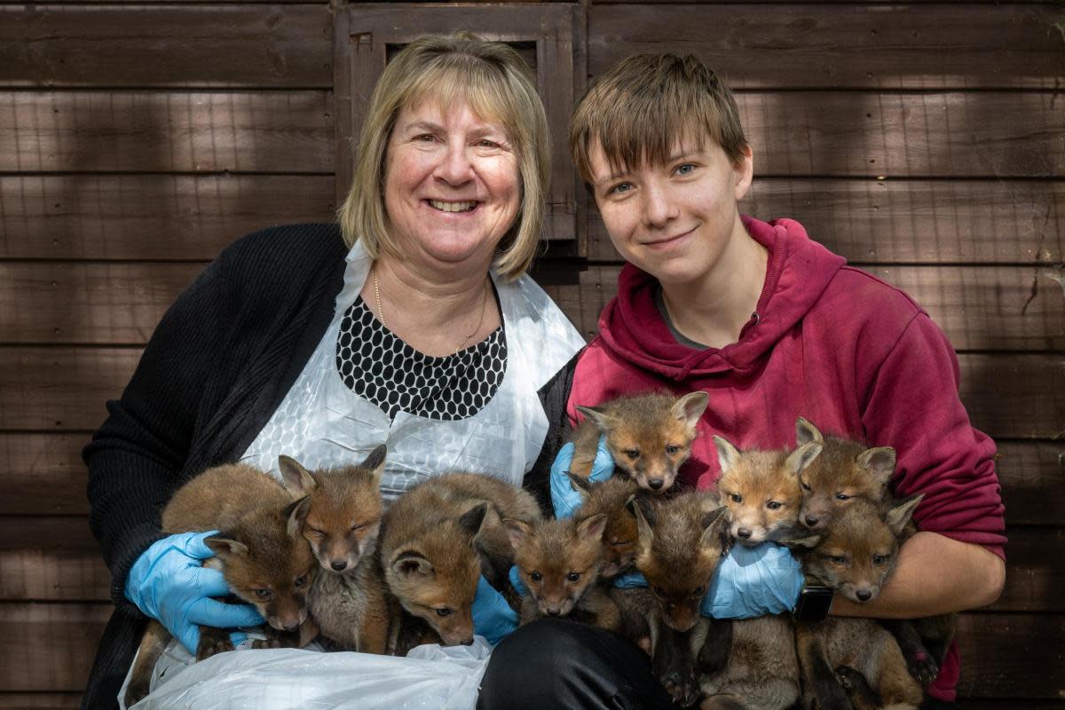Ten foxes were found in Saxmundham <i>(Image: SWNS)</i>