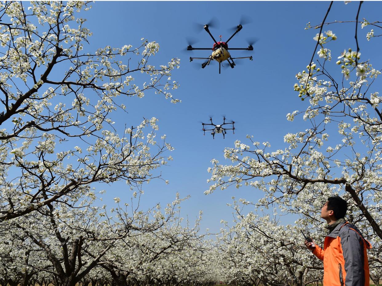 drones pollination china
