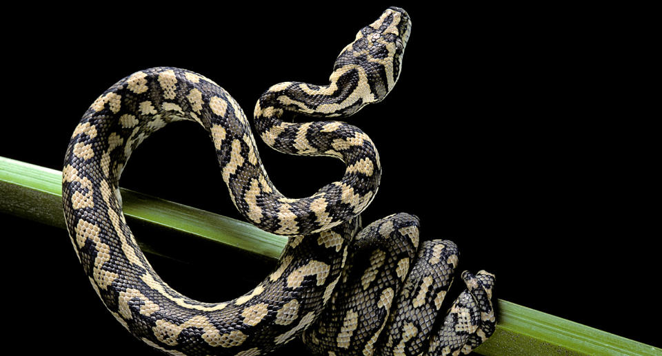 Carpet pythons ambush their prey and use constriction before consuming prey whole. Source: Getty