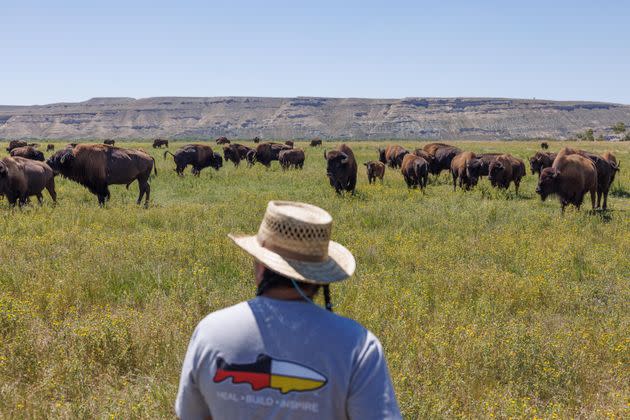 Eastern Shoshone Tribe Buffalo Manager Jason Baldes checks the herd at the Wind River Tribal Buffalo Initiative in the heart of the Wind River Indian Reservation on Aug. 15, 2023. Currently the project has about 163 buffalo. When asked how much land they would like to acquire for the buffalo, Baldes replied, 